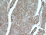 SCO2 Antibody in Immunohistochemistry (Paraffin) (IHC (P))