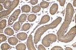 MORN2 Antibody in Immunohistochemistry (Paraffin) (IHC (P))