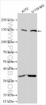 TRHDE Antibody in Western Blot (WB)