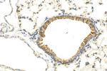 TAC4 Antibody in Immunohistochemistry (Paraffin) (IHC (P))