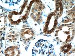 KCNQ1DN Antibody in Immunohistochemistry (Paraffin) (IHC (P))
