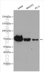 E2A Antibody in Western Blot (WB)