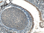 ER Antibody in Immunohistochemistry (Paraffin) (IHC (P))