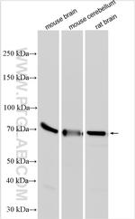 SYT2 Antibody in Western Blot (WB)