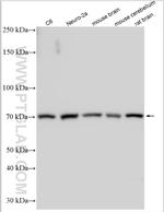 SYT2 Antibody in Western Blot (WB)
