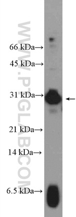 HMGB3L1 Antibody in Western Blot (WB)