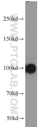 ITIH3 Antibody in Western Blot (WB)