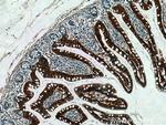 OSTbeta/SLC51B Antibody in Immunohistochemistry (Paraffin) (IHC (P))