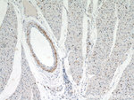 NEURL2 Antibody in Immunohistochemistry (Paraffin) (IHC (P))
