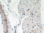 NEURL2 Antibody in Immunohistochemistry (Paraffin) (IHC (P))