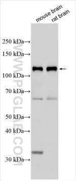 ASTN1 Antibody in Western Blot (WB)