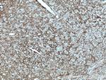 SV2C Antibody in Immunohistochemistry (Paraffin) (IHC (P))
