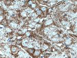 SV2C Antibody in Immunohistochemistry (Paraffin) (IHC (P))