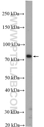 SV2C Antibody in Western Blot (WB)