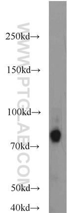 SV2C Antibody in Western Blot (WB)
