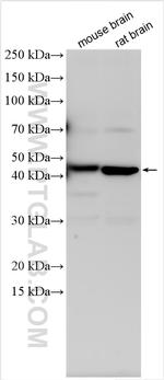 TMEM64 Antibody in Western Blot (WB)