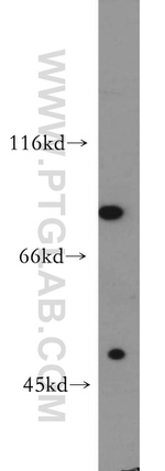 SR-BI Antibody in Western Blot (WB)