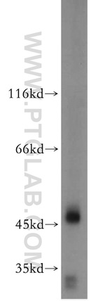 AMIGO3 Antibody in Western Blot (WB)