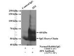 ZP3 Antibody in Immunoprecipitation (IP)