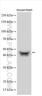 NT5C1A Antibody in Western Blot (WB)