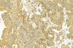 SLC39A2 Antibody in Immunohistochemistry (Paraffin) (IHC (P))