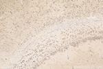 SLC39A2 Antibody in Immunohistochemistry (Paraffin) (IHC (P))