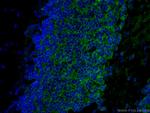 Kv4.2 Antibody in Immunohistochemistry (PFA fixed) (IHC (PFA))