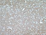 Kv4.2 Antibody in Immunohistochemistry (Paraffin) (IHC (P))