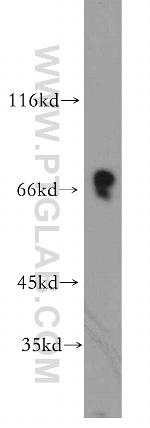 Kv4.2 Antibody in Western Blot (WB)