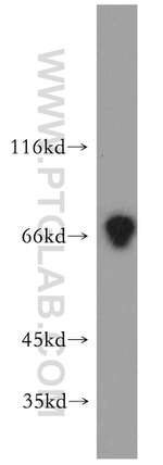 Kv4.2 Antibody in Western Blot (WB)