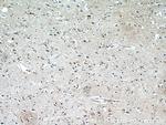 PLK5 Antibody in Immunohistochemistry (Paraffin) (IHC (P))