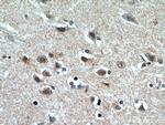 PLK5 Antibody in Immunohistochemistry (Paraffin) (IHC (P))