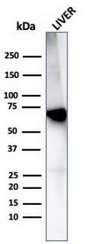 Albumin (Transport Protein) Antibody in Western Blot (WB)