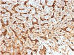 Albumin (Transport Protein) Antibody in Immunohistochemistry (Paraffin) (IHC (P))