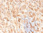 Albumin (Transport Protein) Recombinant Rabbit Monoclonal Antibody (ALB, 6409R)