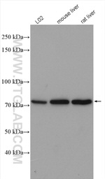 SATB2 Antibody in Western Blot (WB)