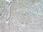 NHLRC1 Antibody in Immunohistochemistry (Paraffin) (IHC (P))