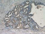 DEPDC6 Antibody in Immunohistochemistry (Paraffin) (IHC (P))