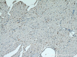 FAM124B Antibody in Immunohistochemistry (Paraffin) (IHC (P))