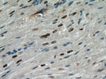 FAM124B Antibody in Immunohistochemistry (Paraffin) (IHC (P))