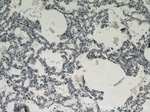FAM124B Antibody in Immunohistochemistry (Paraffin) (IHC (P))