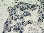 FAM124B Antibody in Immunohistochemistry (Paraffin) (IHC (P))