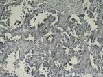 FAM124B Antibody in Immunohistochemistry (Paraffin) (IHC (P))
