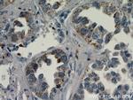FAM124B Antibody in Immunohistochemistry (Paraffin) (IHC (P))