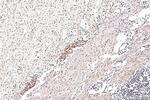 FAM124B Antibody in Immunohistochemistry (Paraffin) (IHC (P))