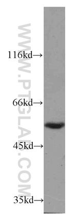 FAM124B Antibody in Western Blot (WB)