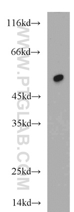 FAM124B Antibody in Western Blot (WB)