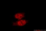 ZNF23 Antibody in Immunocytochemistry (ICC/IF)