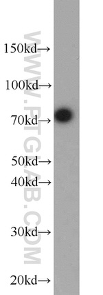 ZNF23 Antibody in Western Blot (WB)
