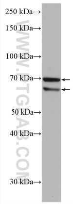 TTC39A Antibody in Western Blot (WB)